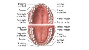 Cuántos dientes tenemos